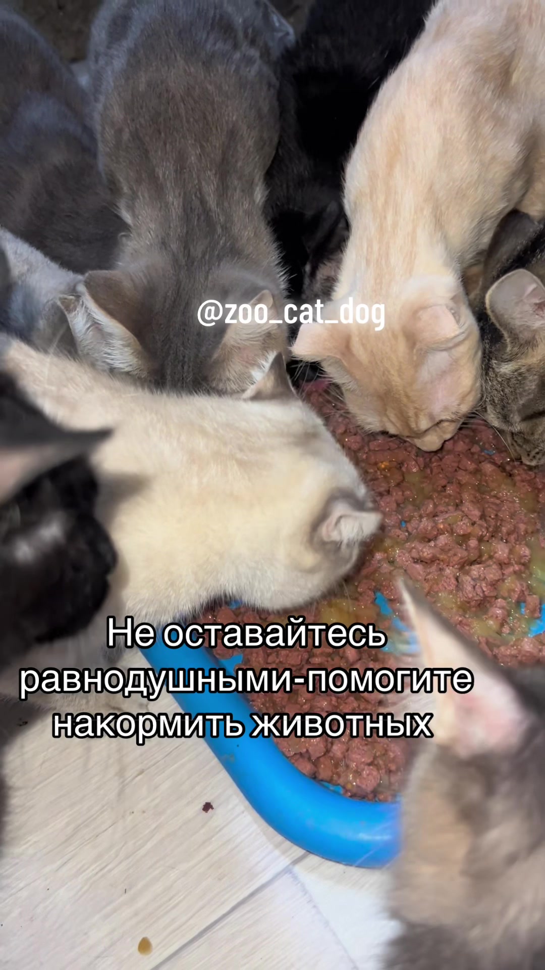@zoo_cat_dog