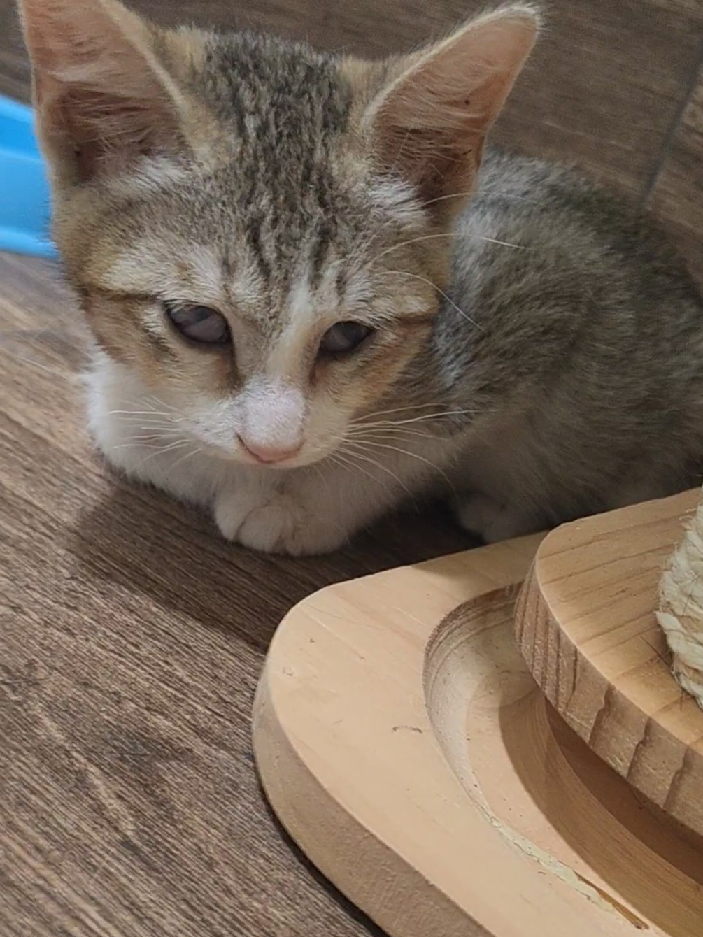 @CAToo Cat Rescue Armenia