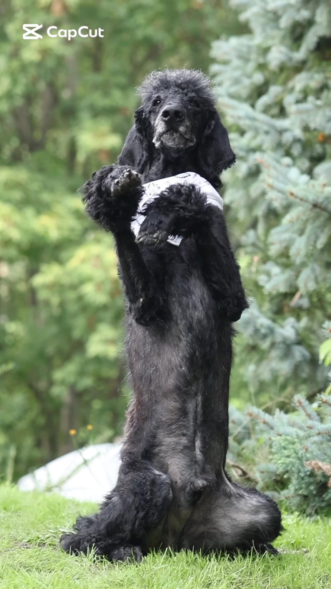 @Stinkebär