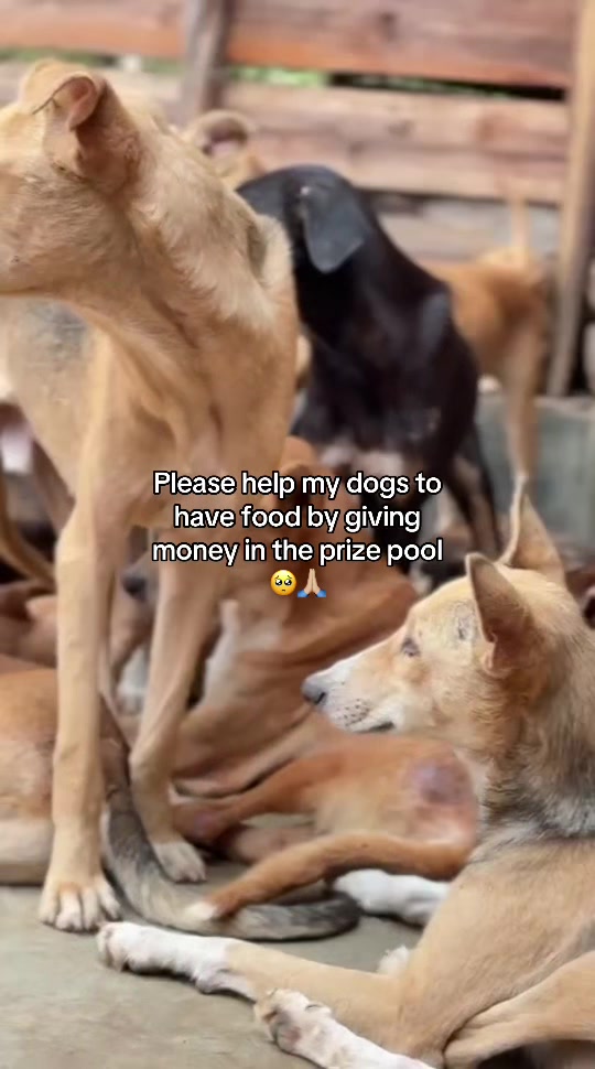 @furry_care_haven