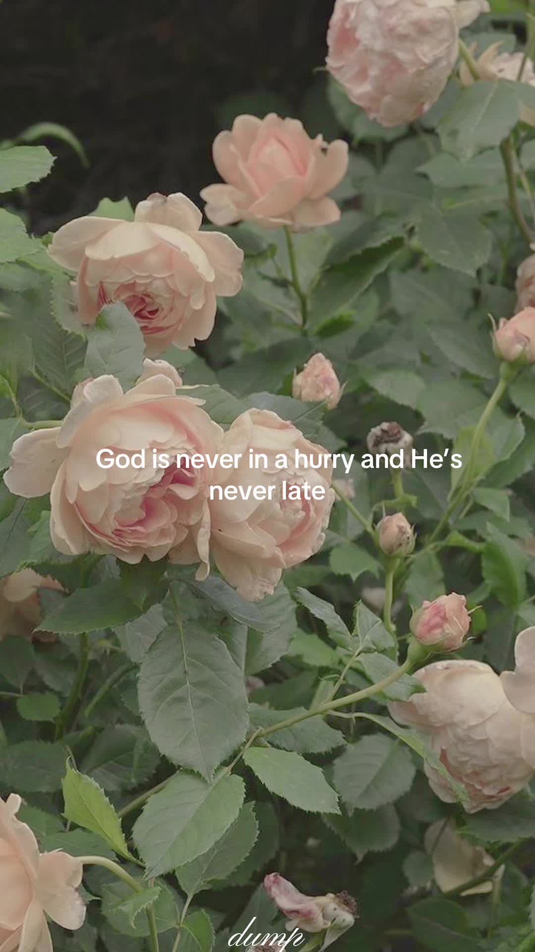@The cozy bible