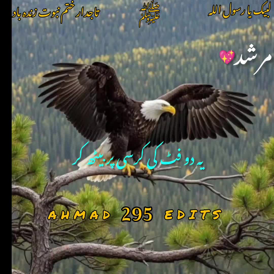 @Rizvi🌹shazaba 295