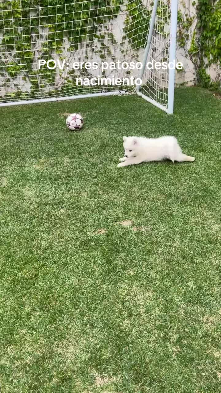 @Milo_theSamoyed