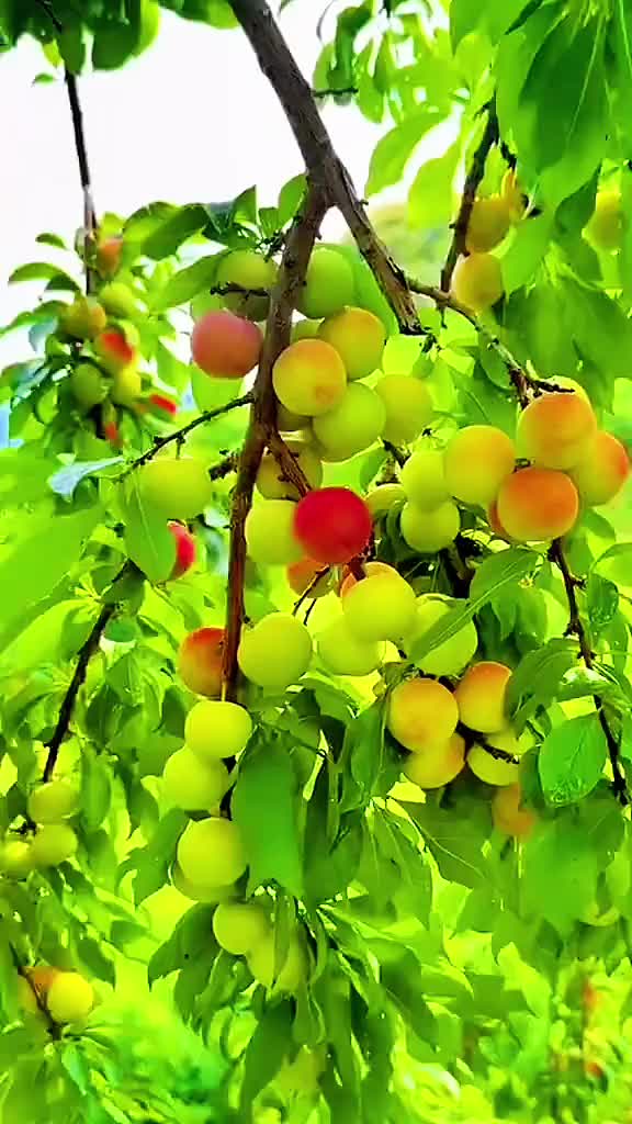 @🫀کـرمیــــوال زڑگــــو🫀