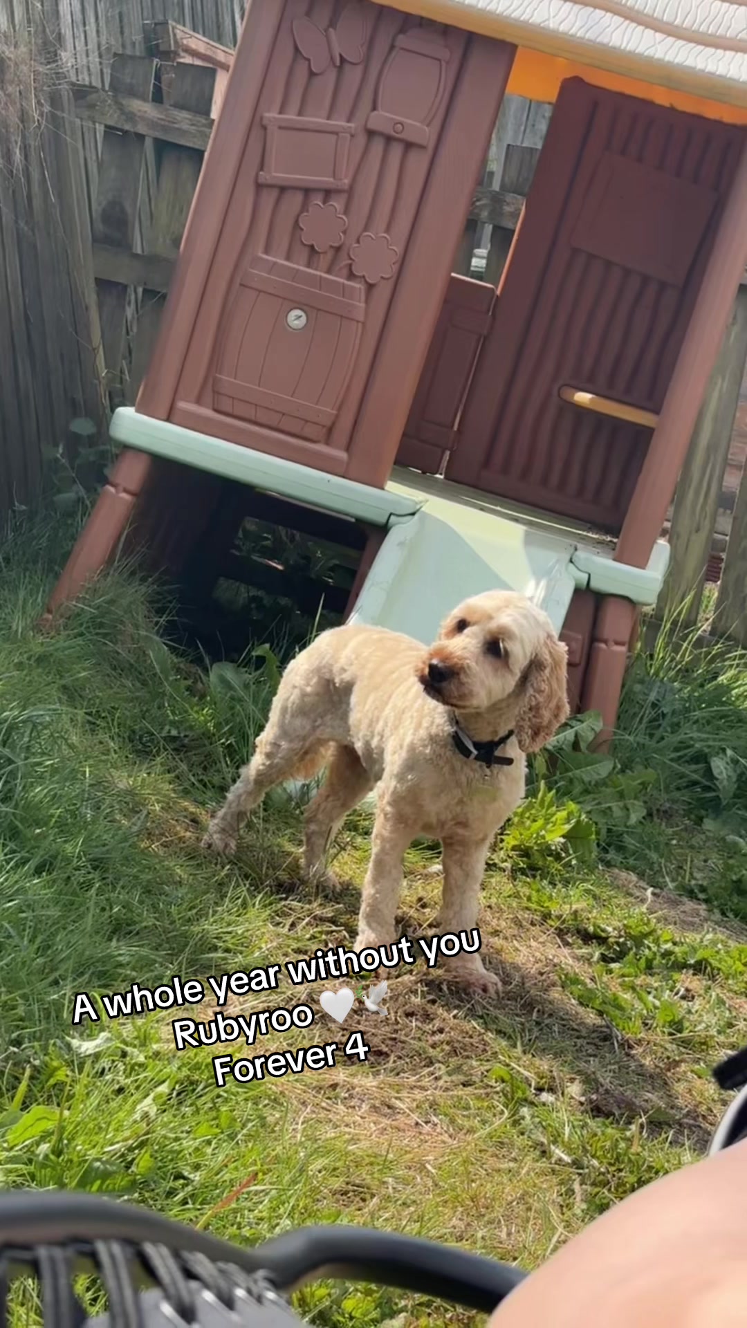@Remembering RubyRoo 🤍🕊️