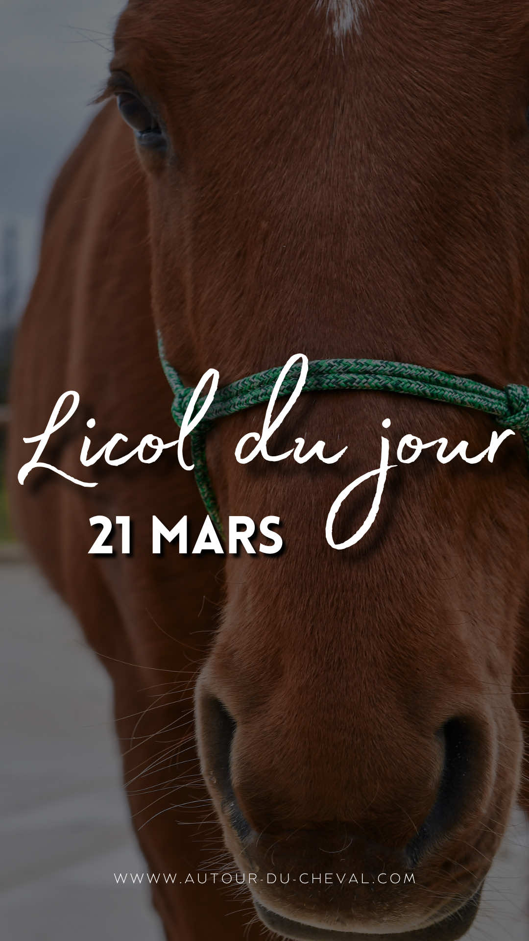 @Autour du Cheval