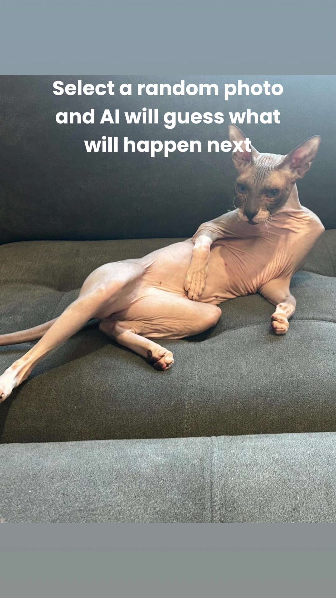 @Sphynxcat