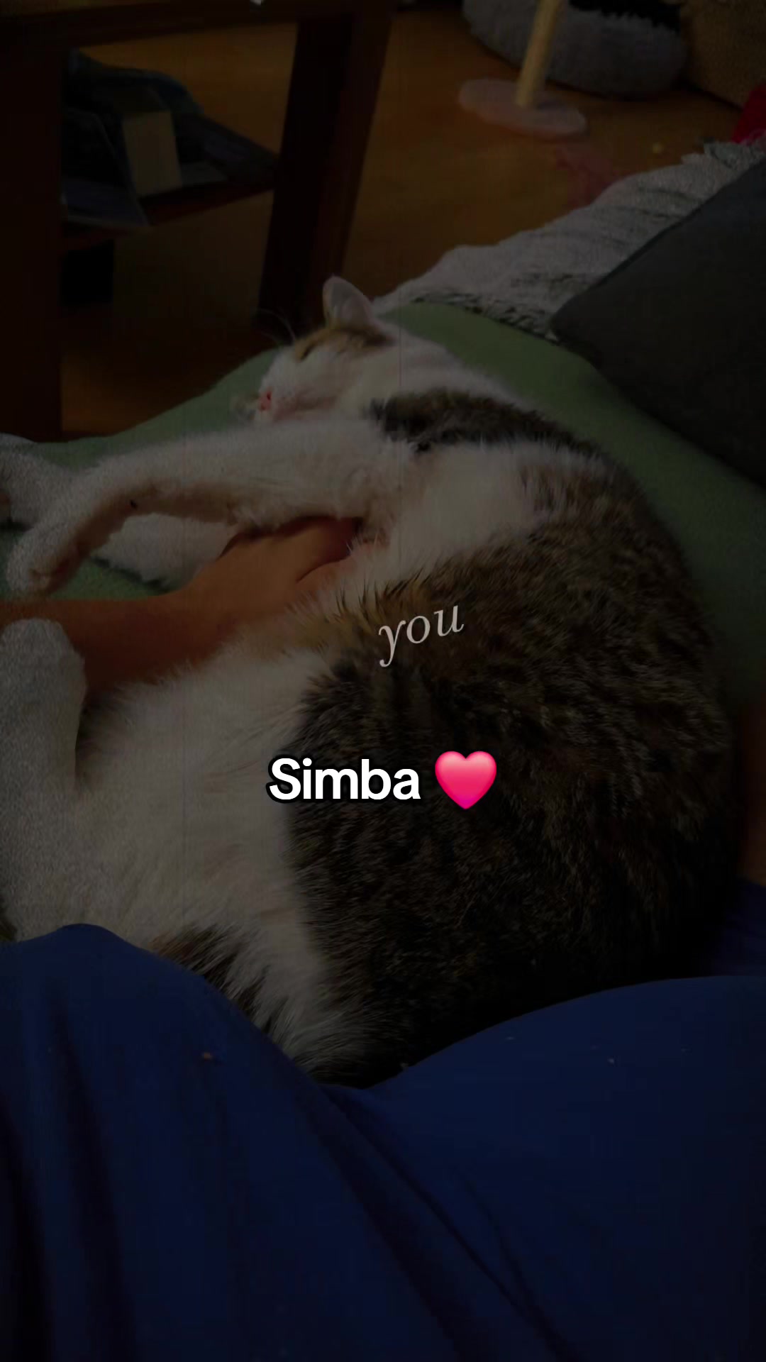 @♥️Katzenmama♥️