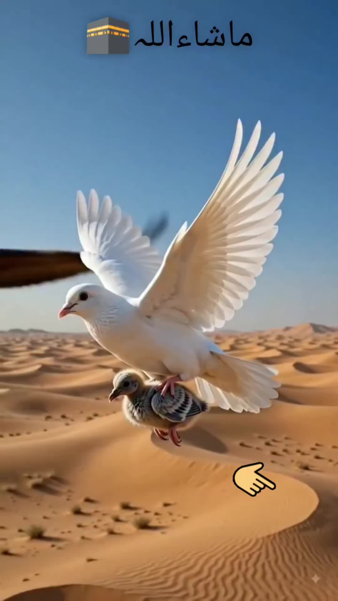 @FARAZ ALI 512