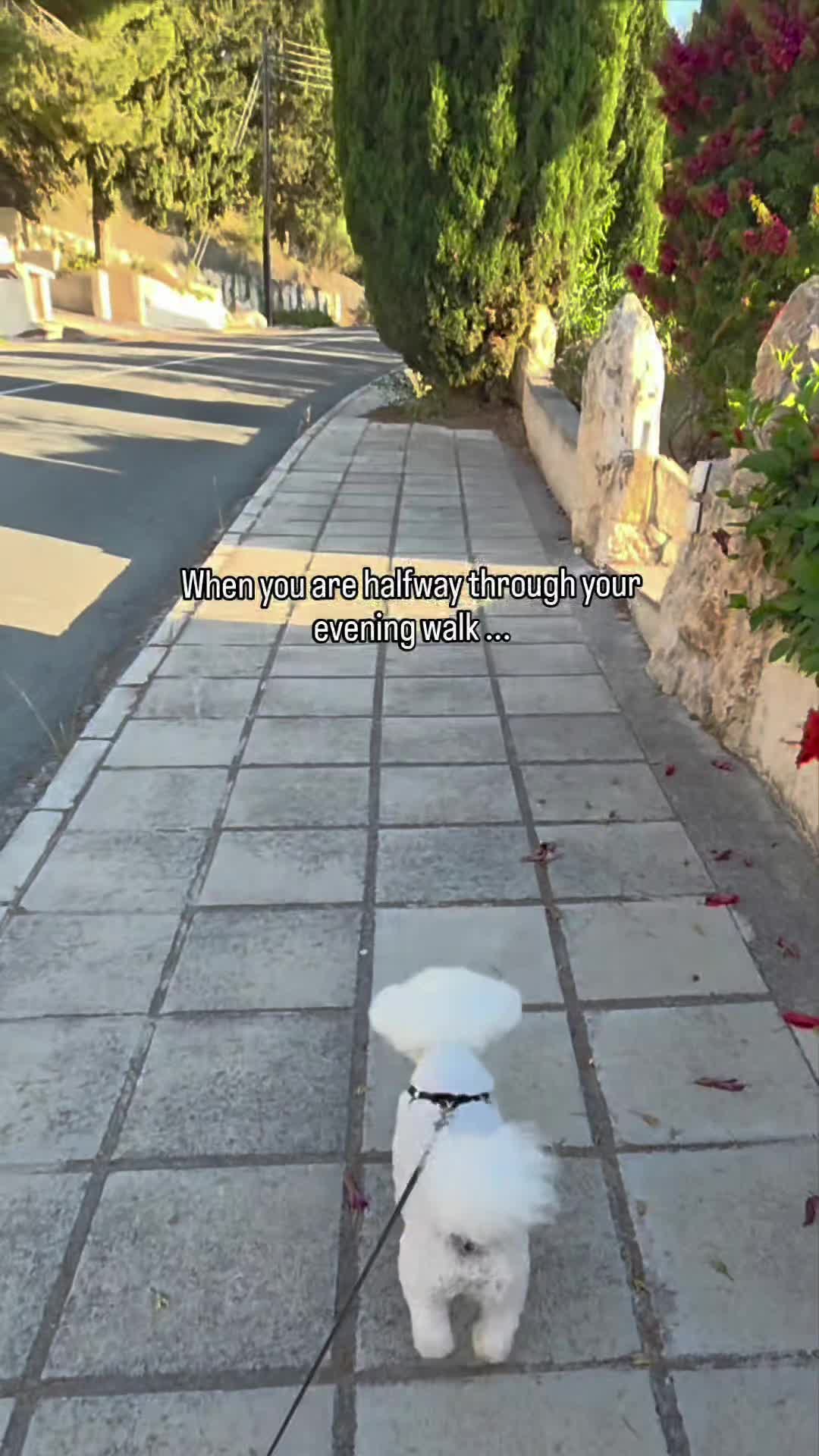 @Luna
