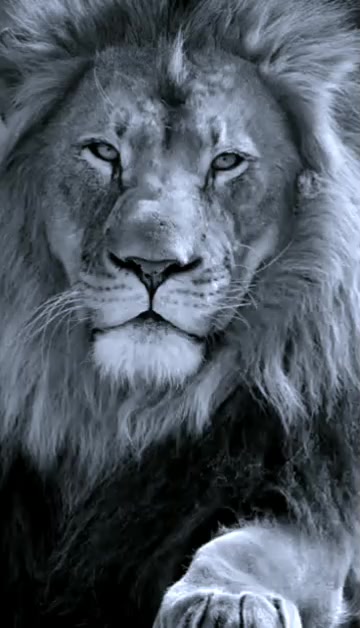 @👑 🦁 KING LION🦁👑