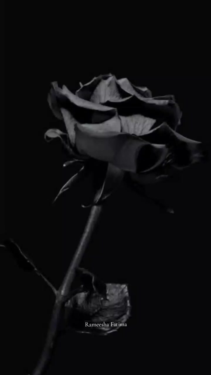 @Rameesha Fatima