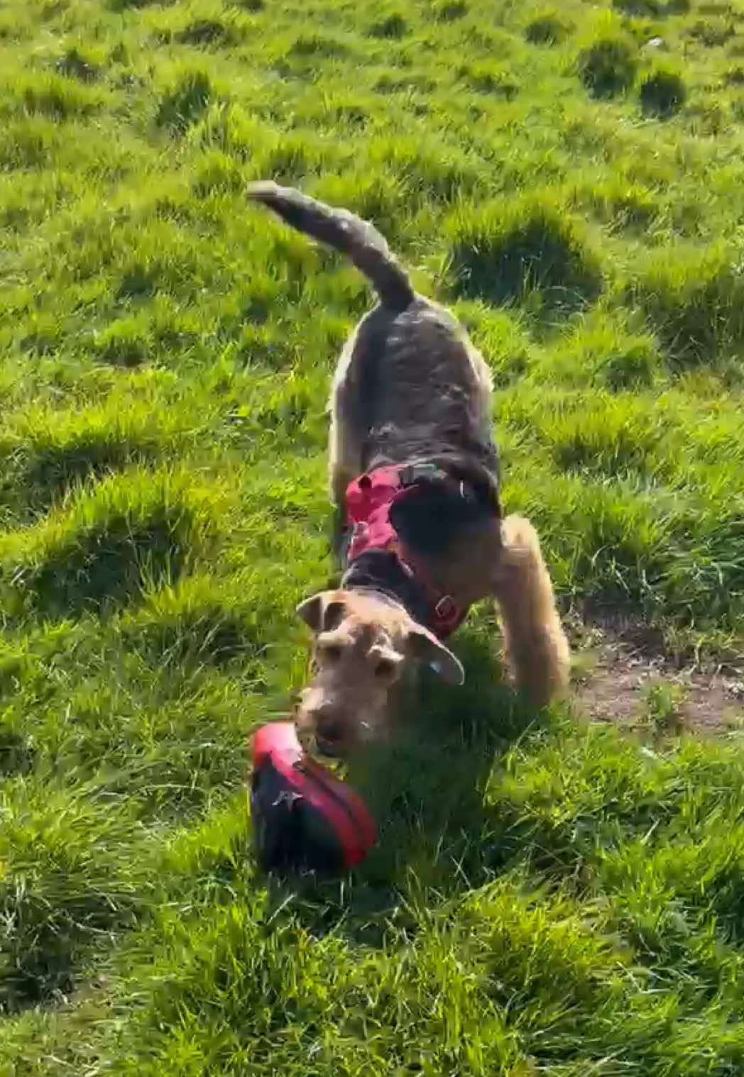 @Thefoxandtheairedale