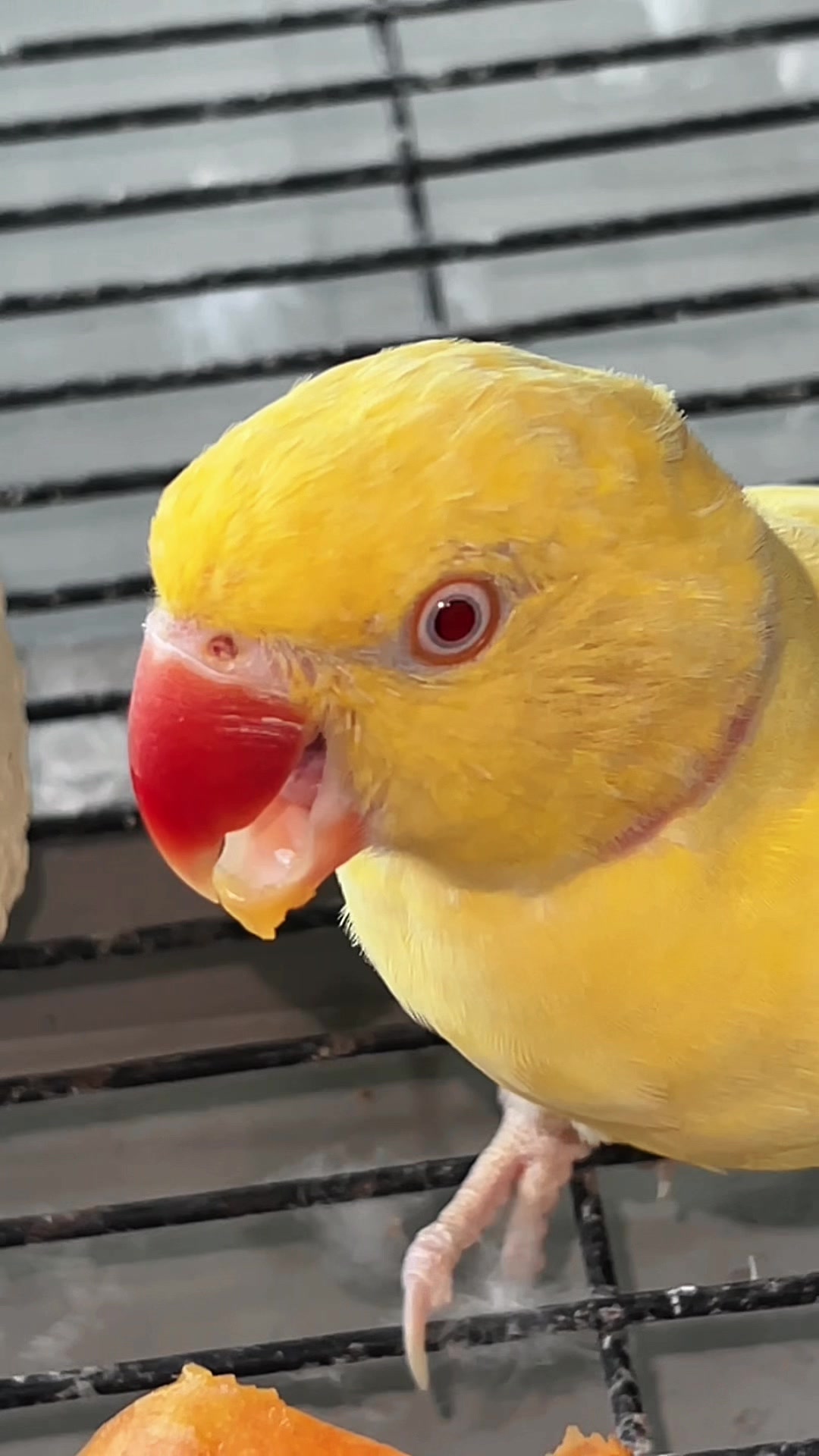 @Zozi Aviary