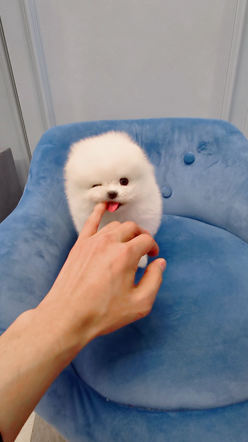 @Dogcastle_TH