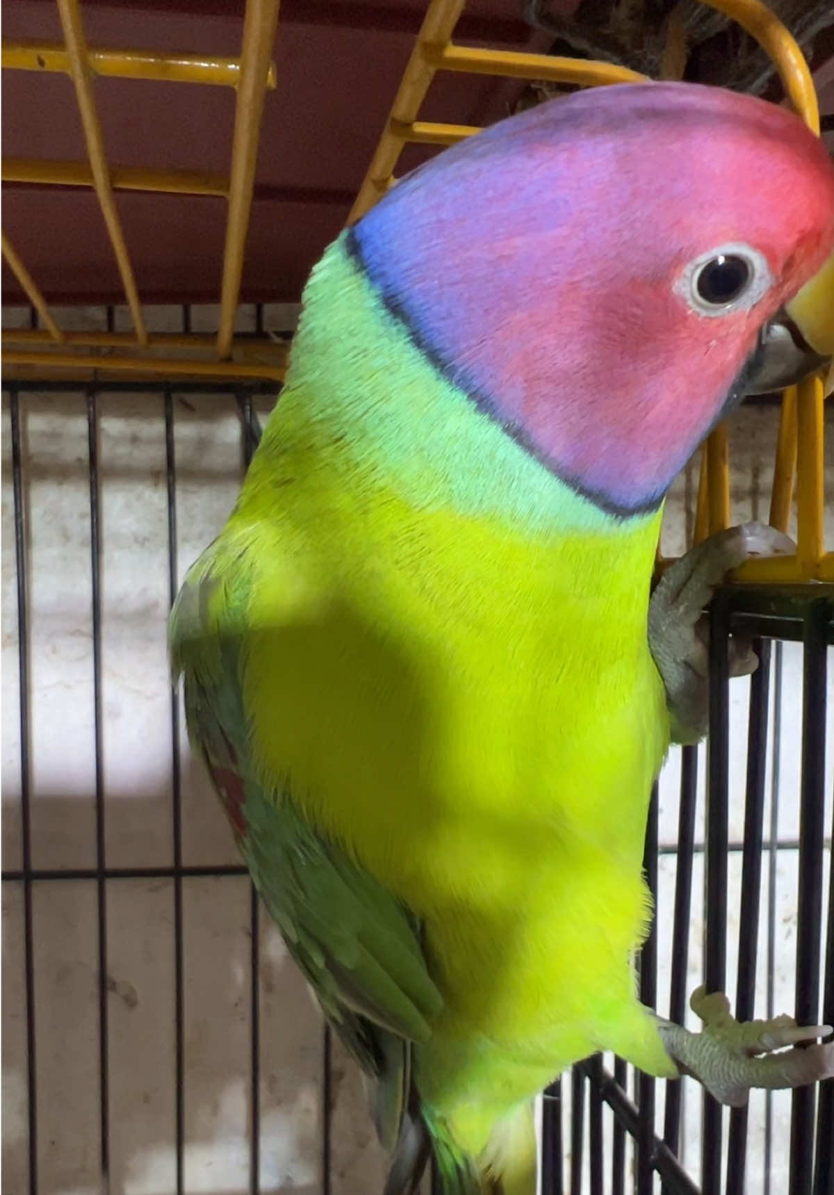 @Usama pet shop Karachi