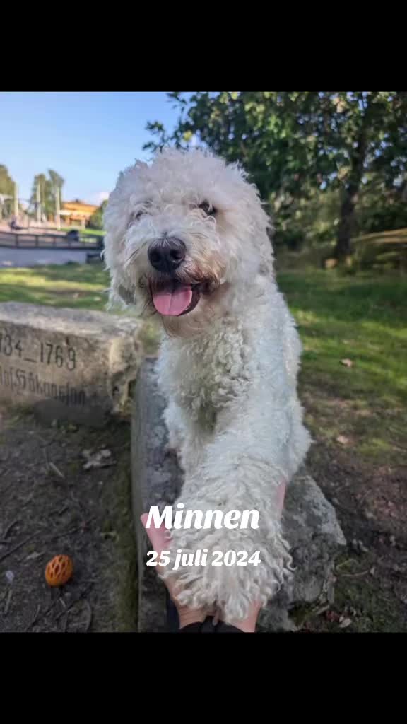 @🐾✨️mhdogs✨️🐾🇸🇪