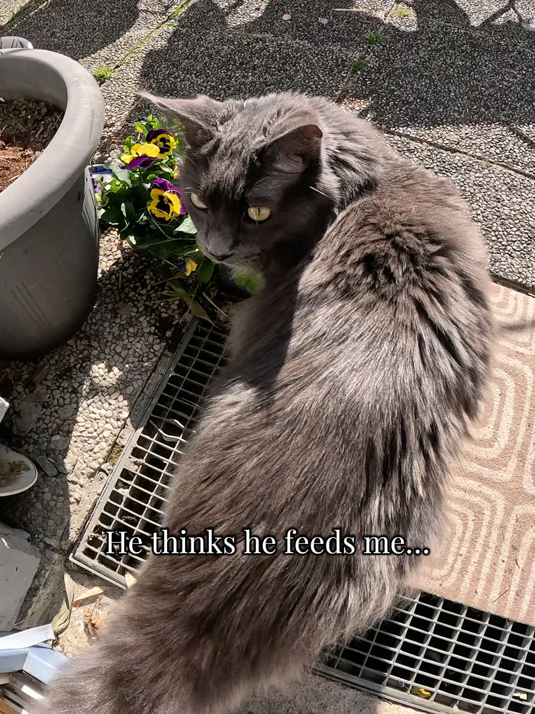 @Manny der Strizzikater