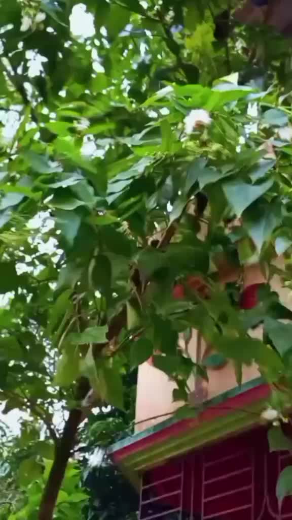 @🐸!!জাতির আপু!!🐸