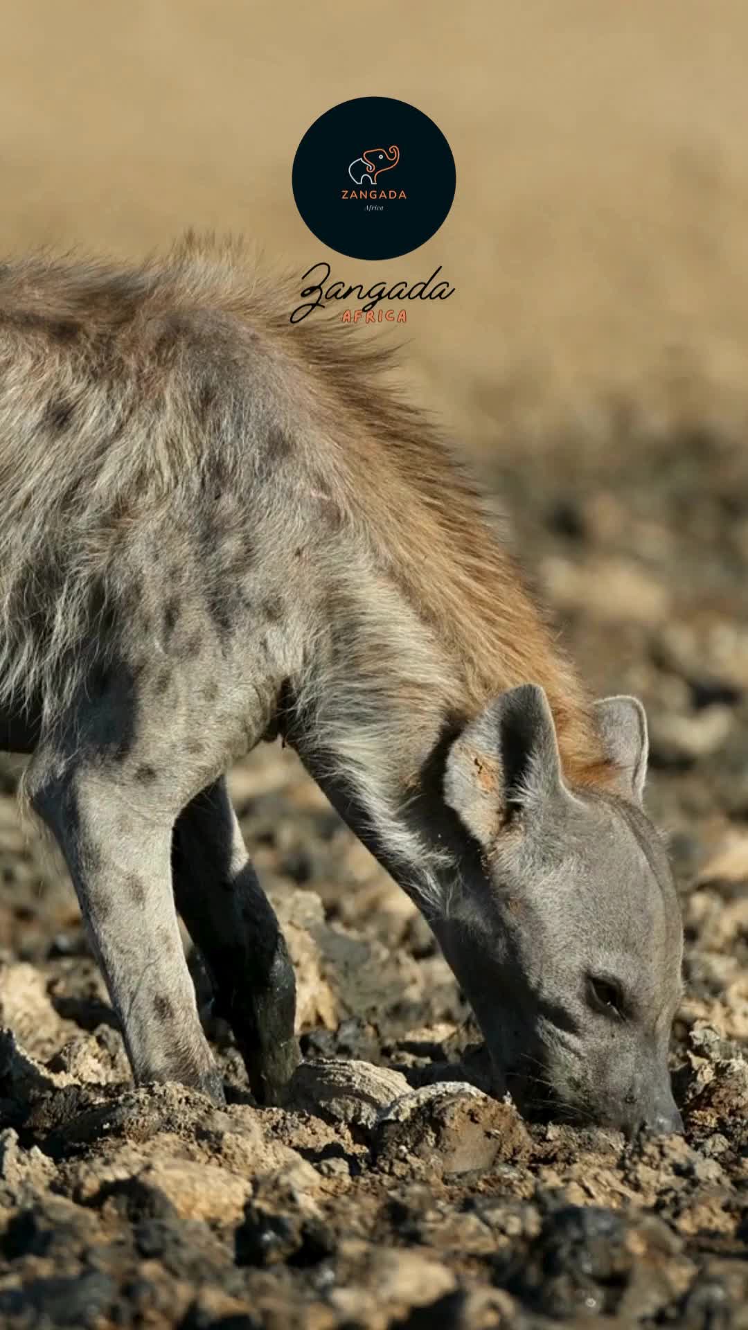 @Zangada Africa
