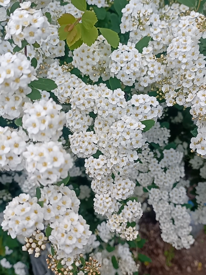 @Призрачка