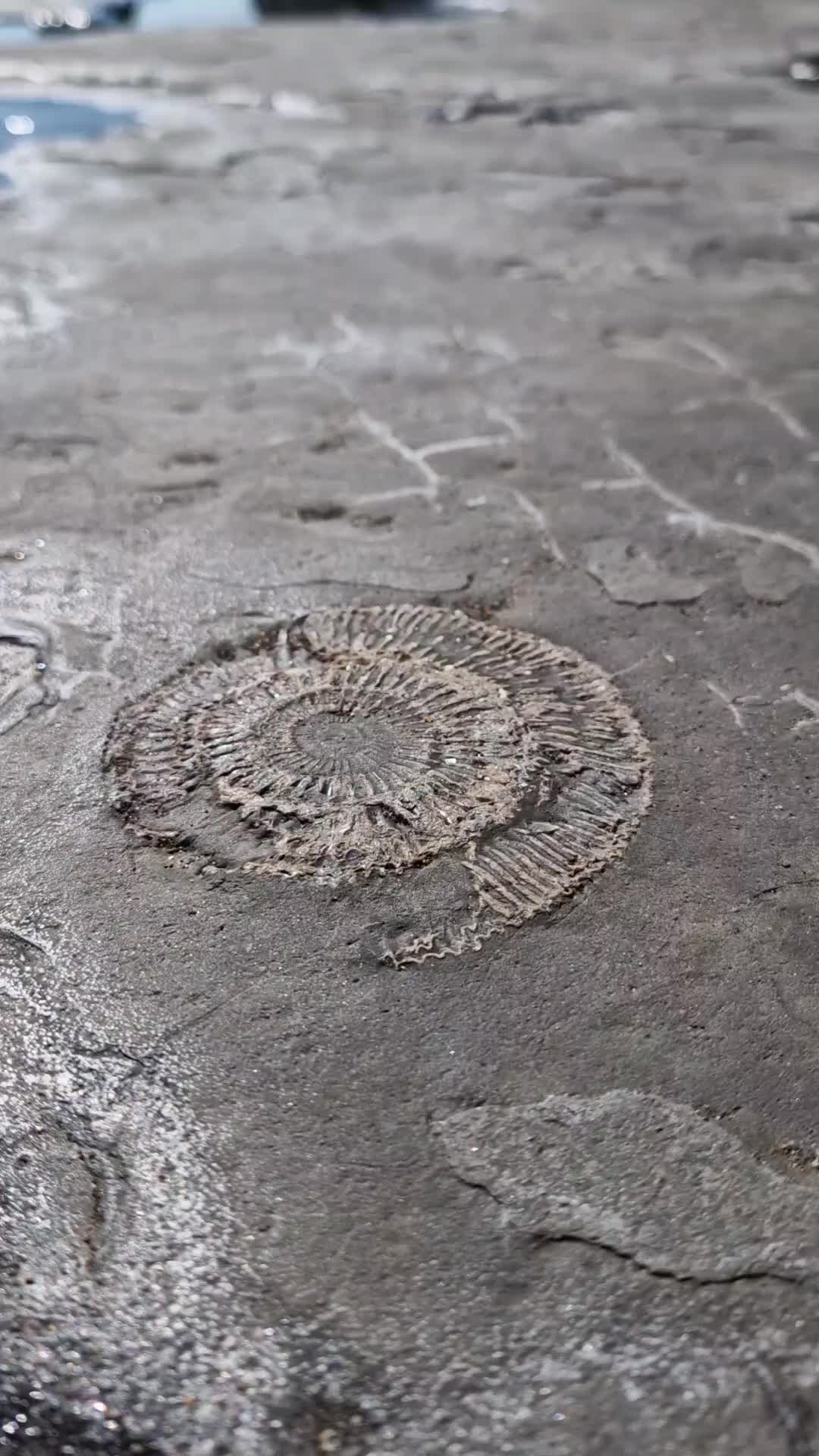 @All About The Fossils
