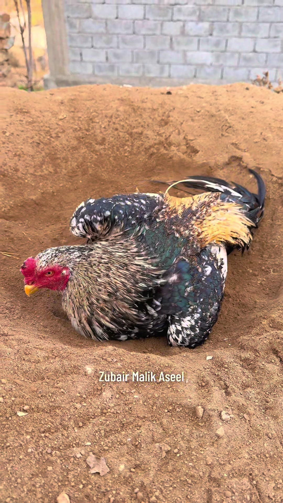 @Zubair Malik Aseel