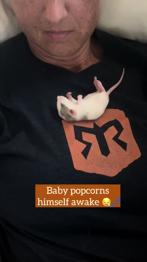 @Nosies and Toesies Rattery