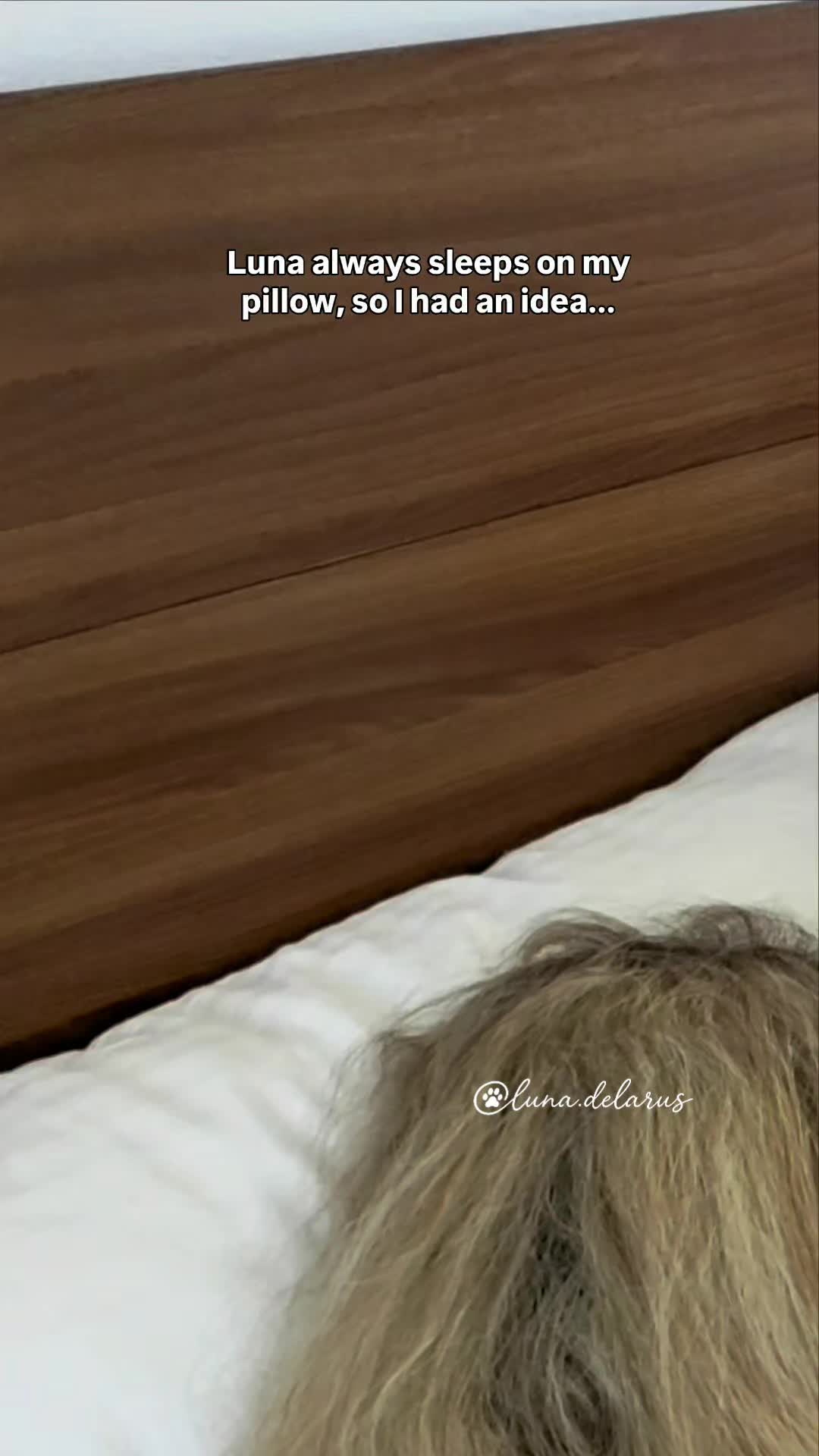 @Luna