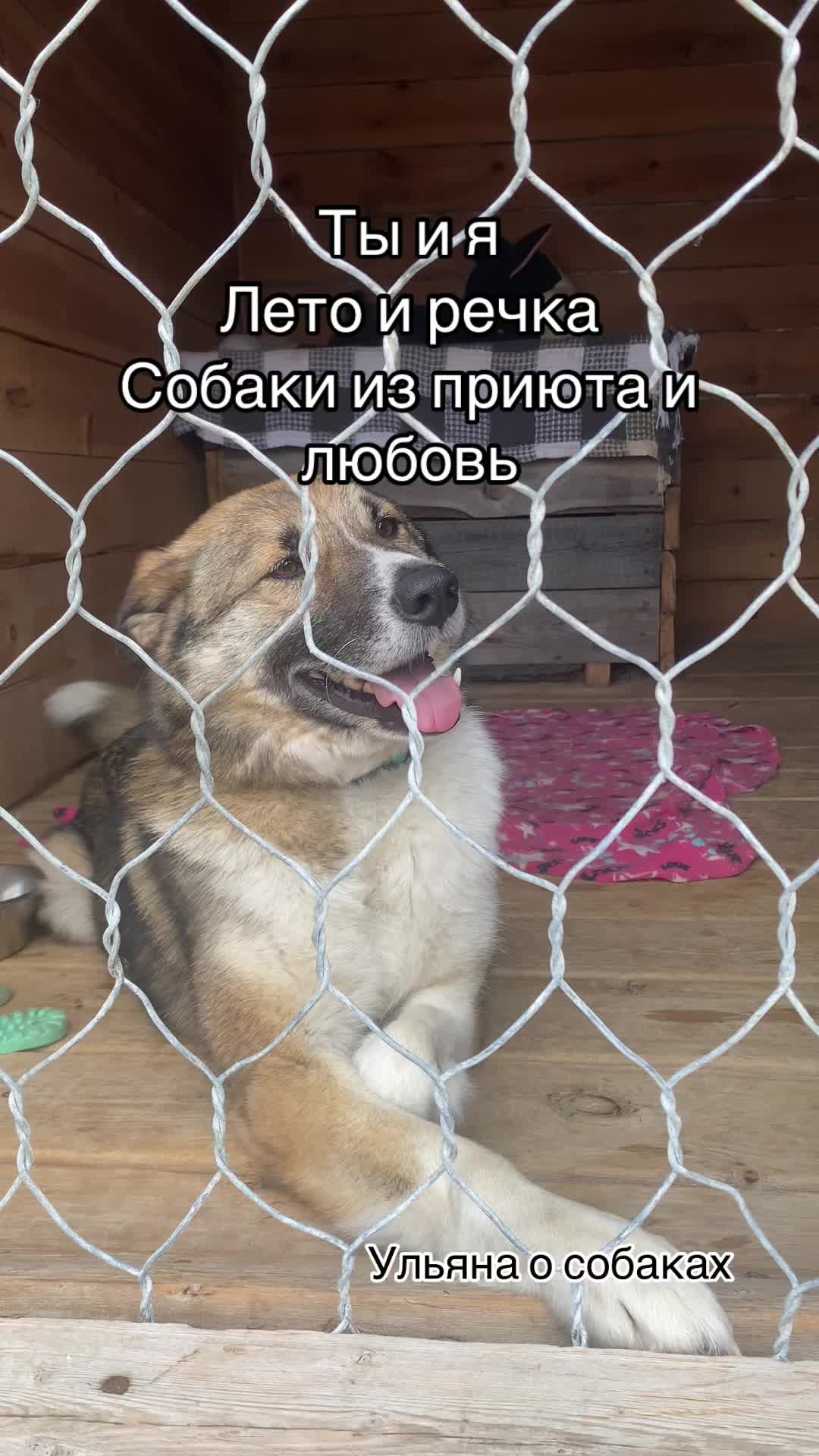 @Ульяна о собаках