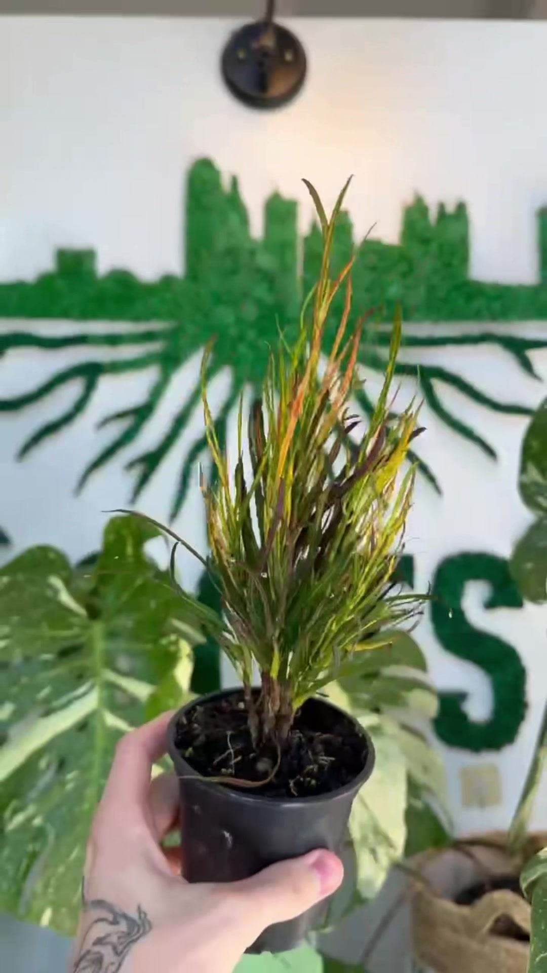 @Rootskc