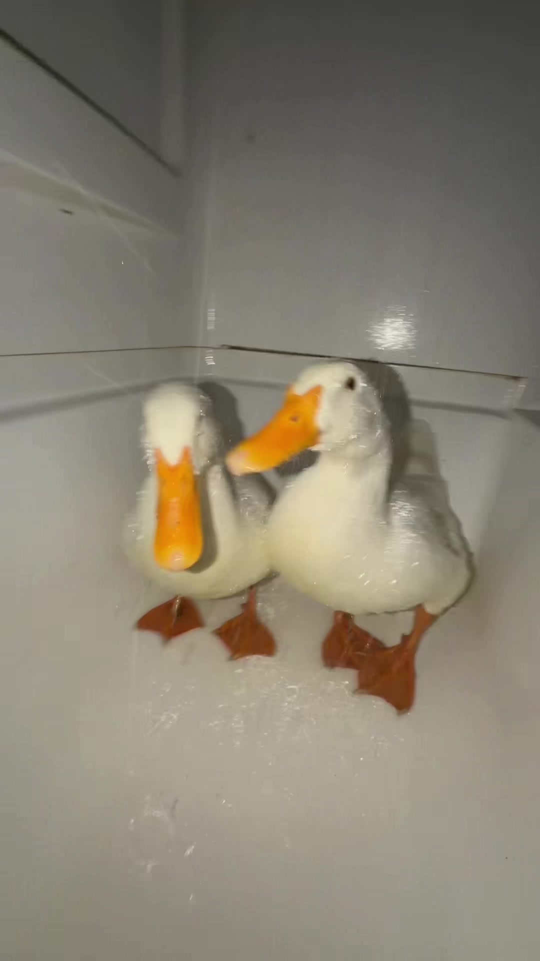 @quakduo