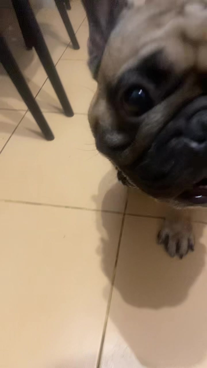 @_holly_bulls_