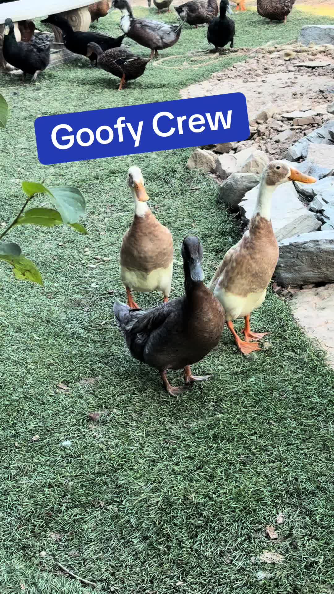 @Golden