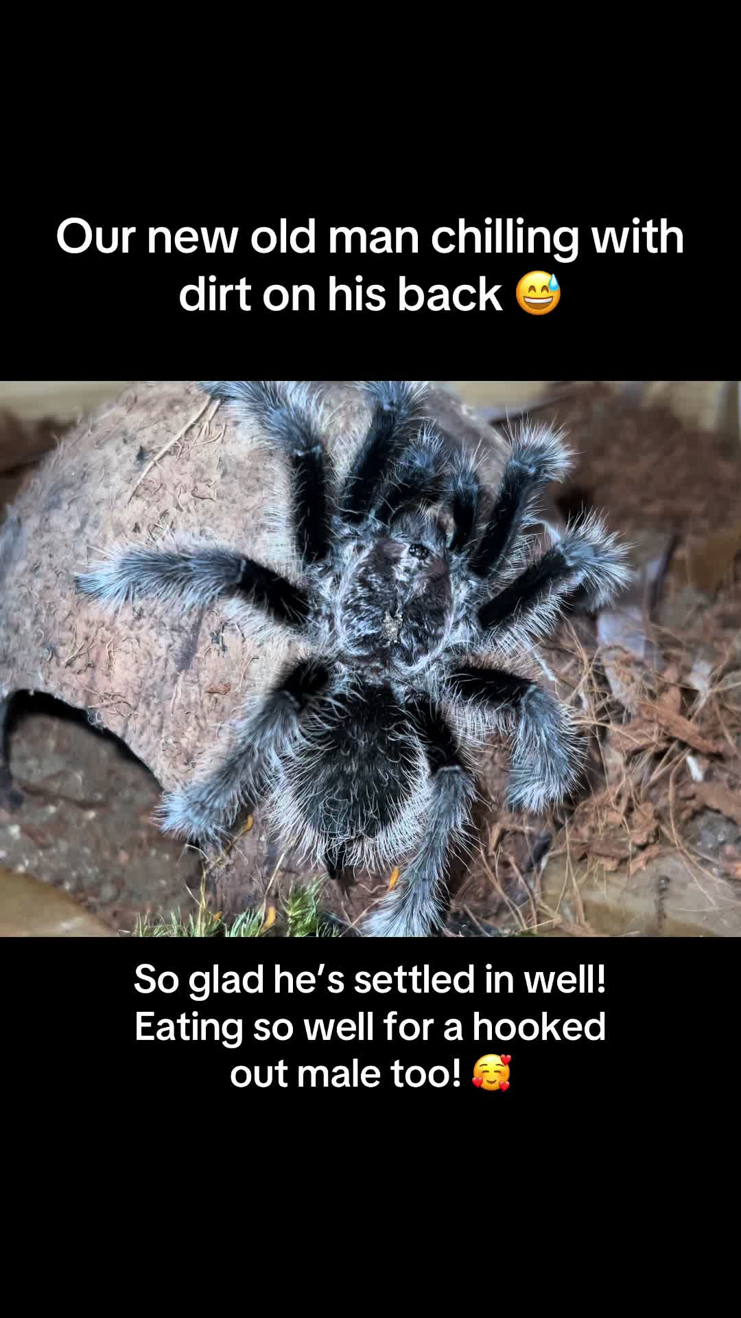 @The Tarantula twins 🕷️