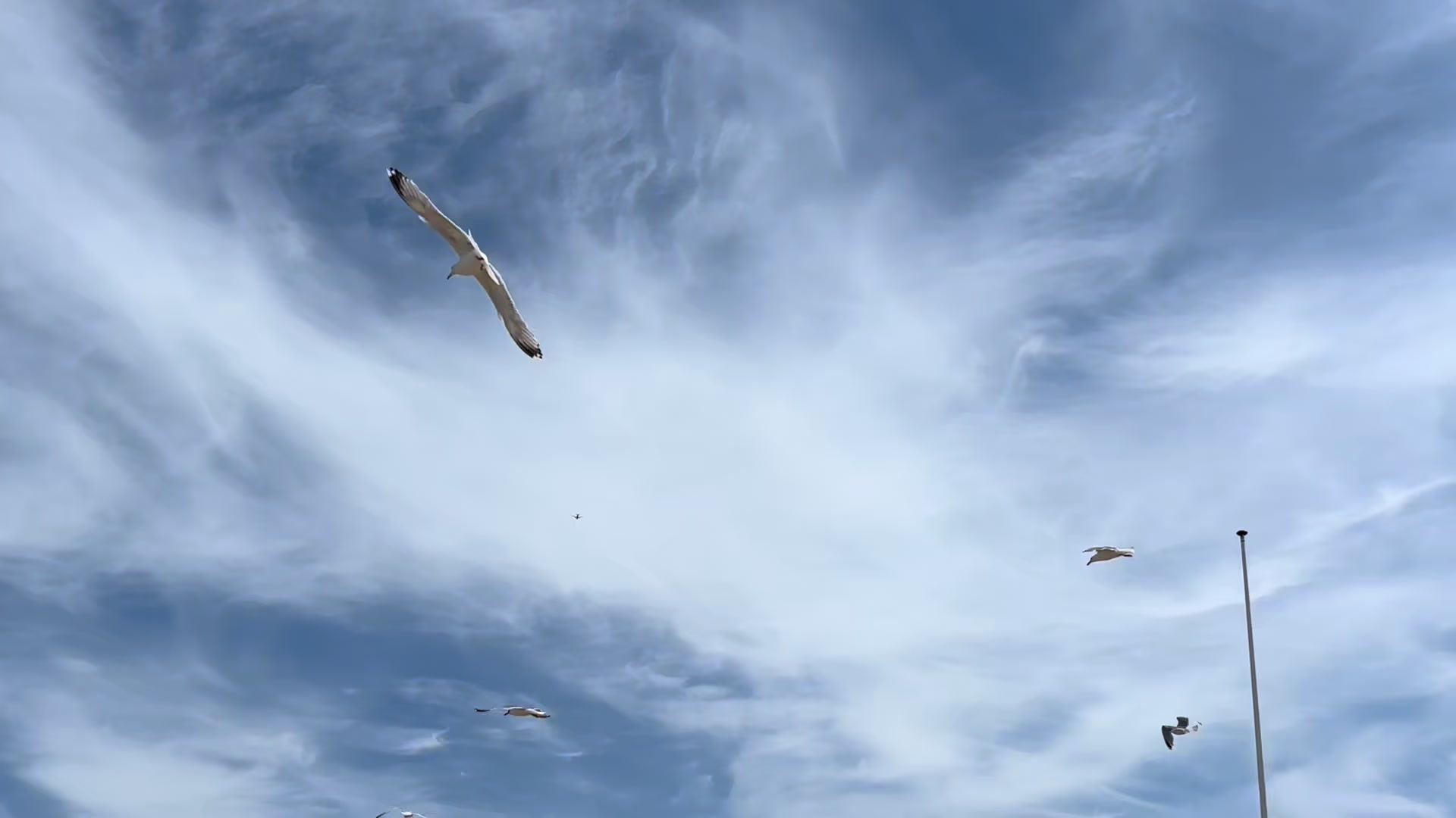 @ɴɪʟᴏꜱᴄʜ ɢᴏᴇᴋᴀʏꜱʀüᴄᴋᴇɴ 🌶️🦅