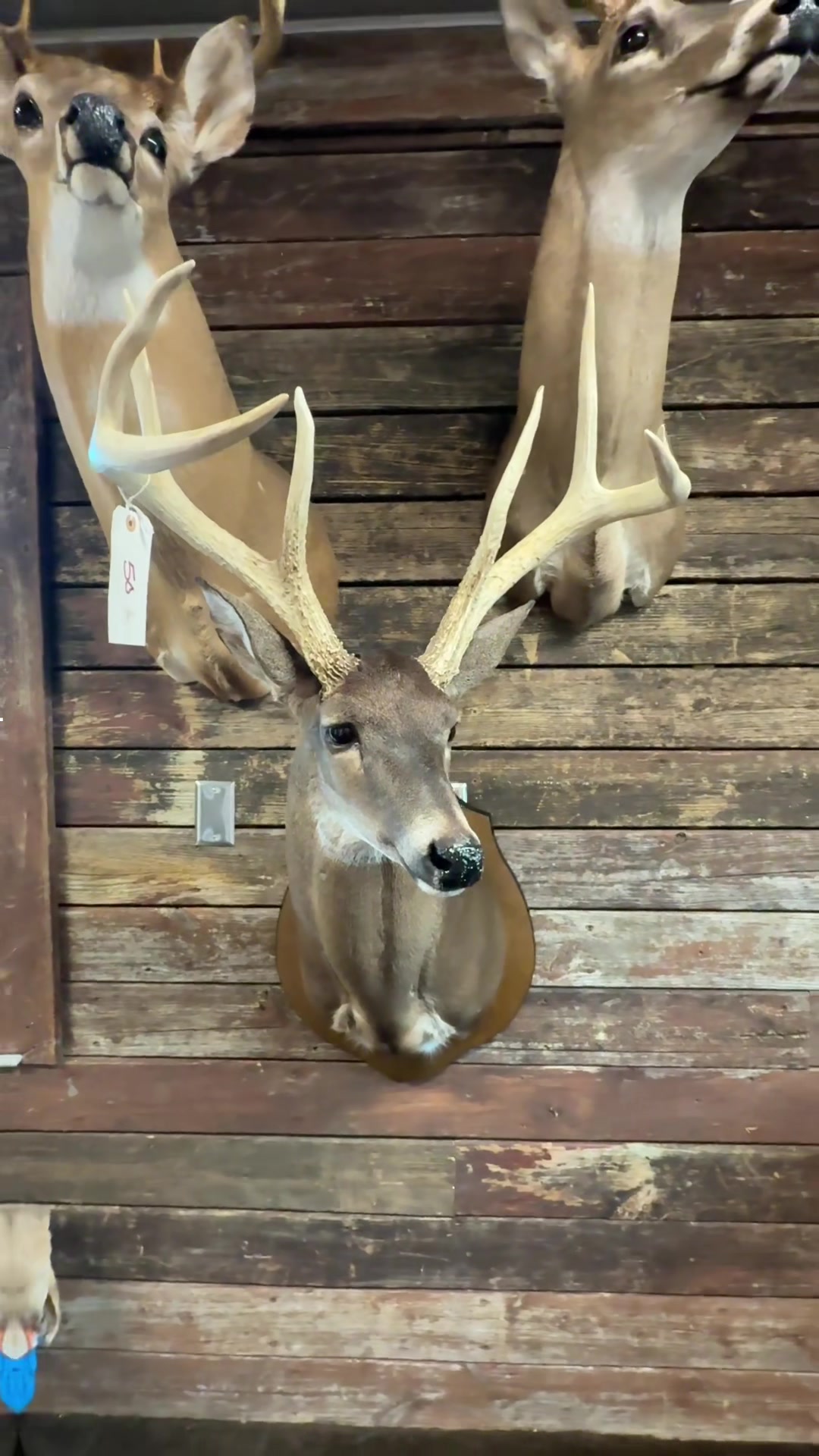 @🦌 Megabucks Outdoors 🦌