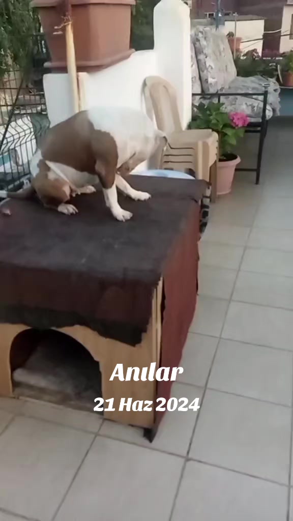@Çiğdem
