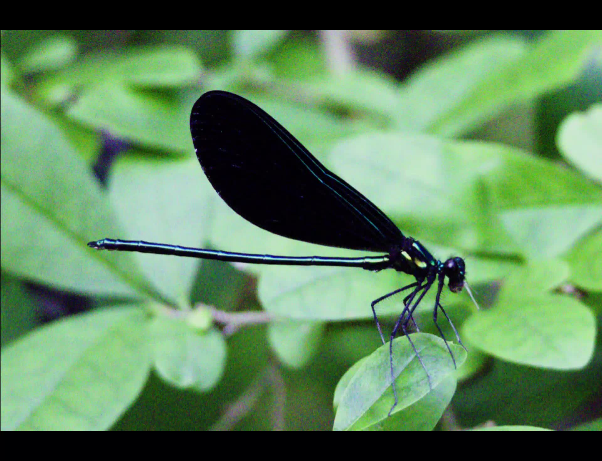 @Naturalist ๐ณ ๐ถโ๏ธ ๐ข ๐ฆโฌ