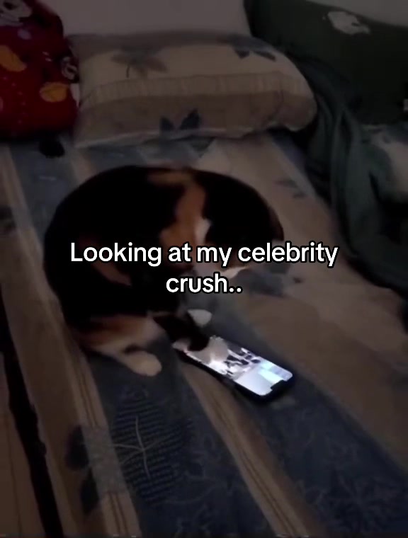 @Meow kitty