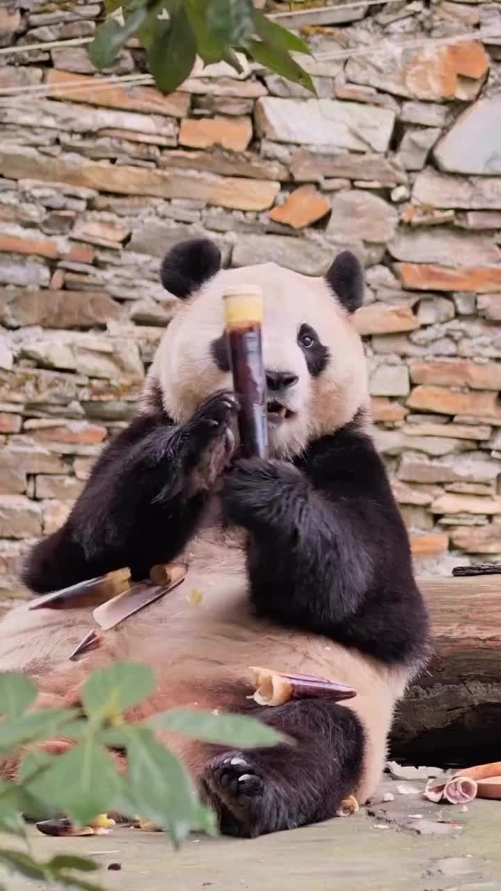 @pandy_pandaa