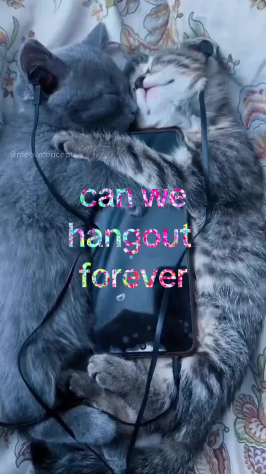 @meowconcept