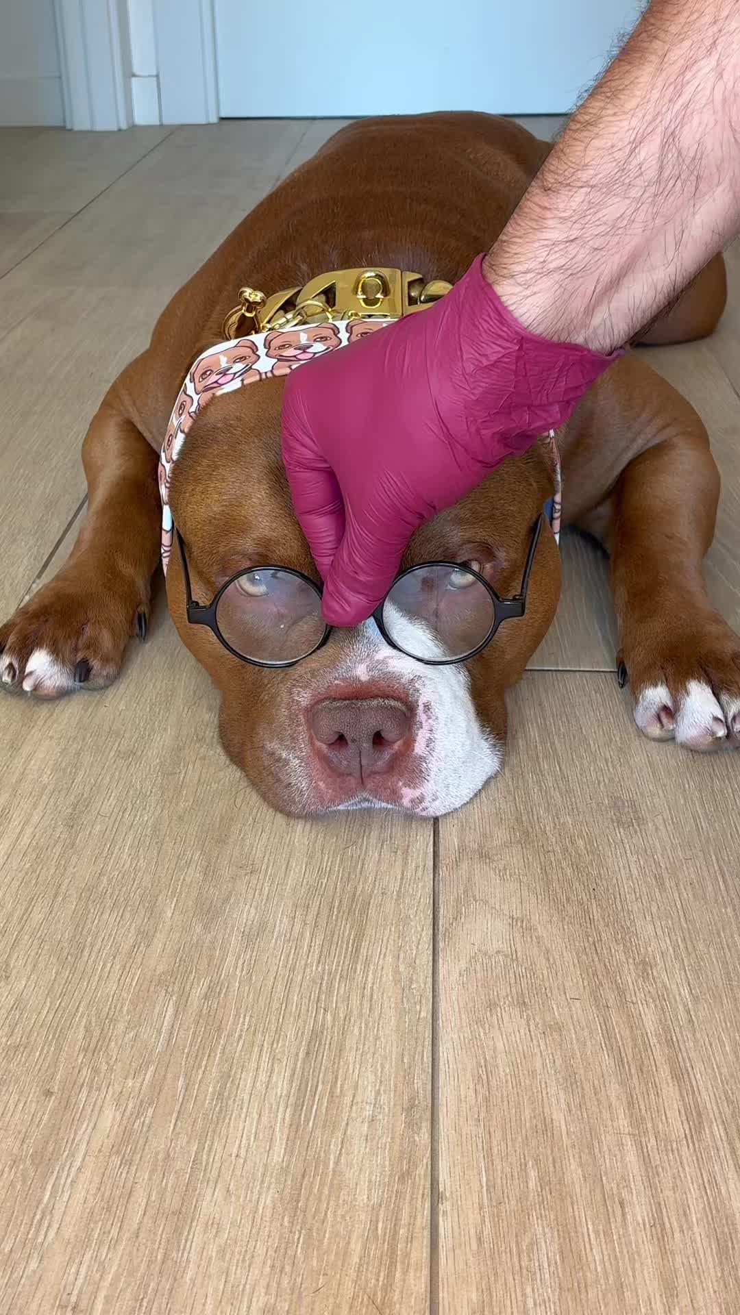 @Chocodogger