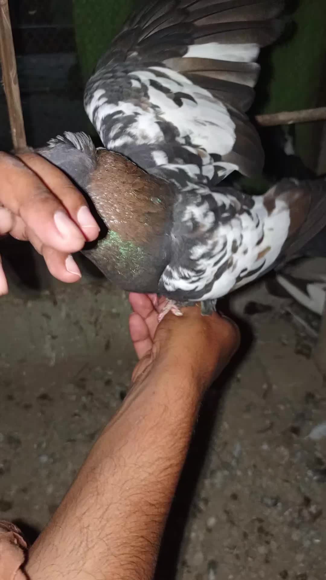 @best Birds912