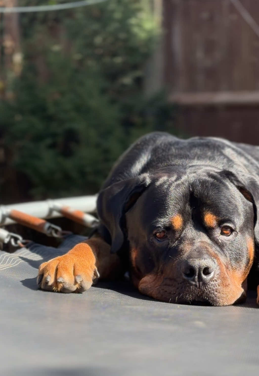 @Nyla Bo Rottweiler