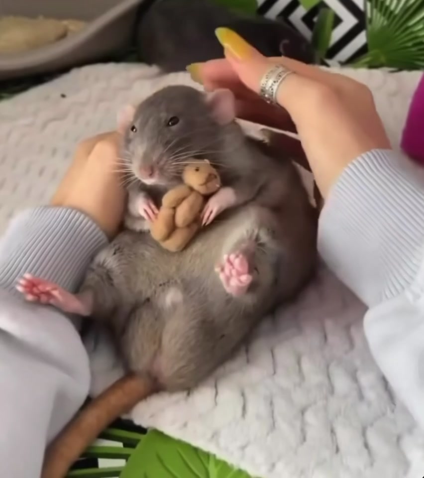 @Gargamel L'Féroce 🐀✨