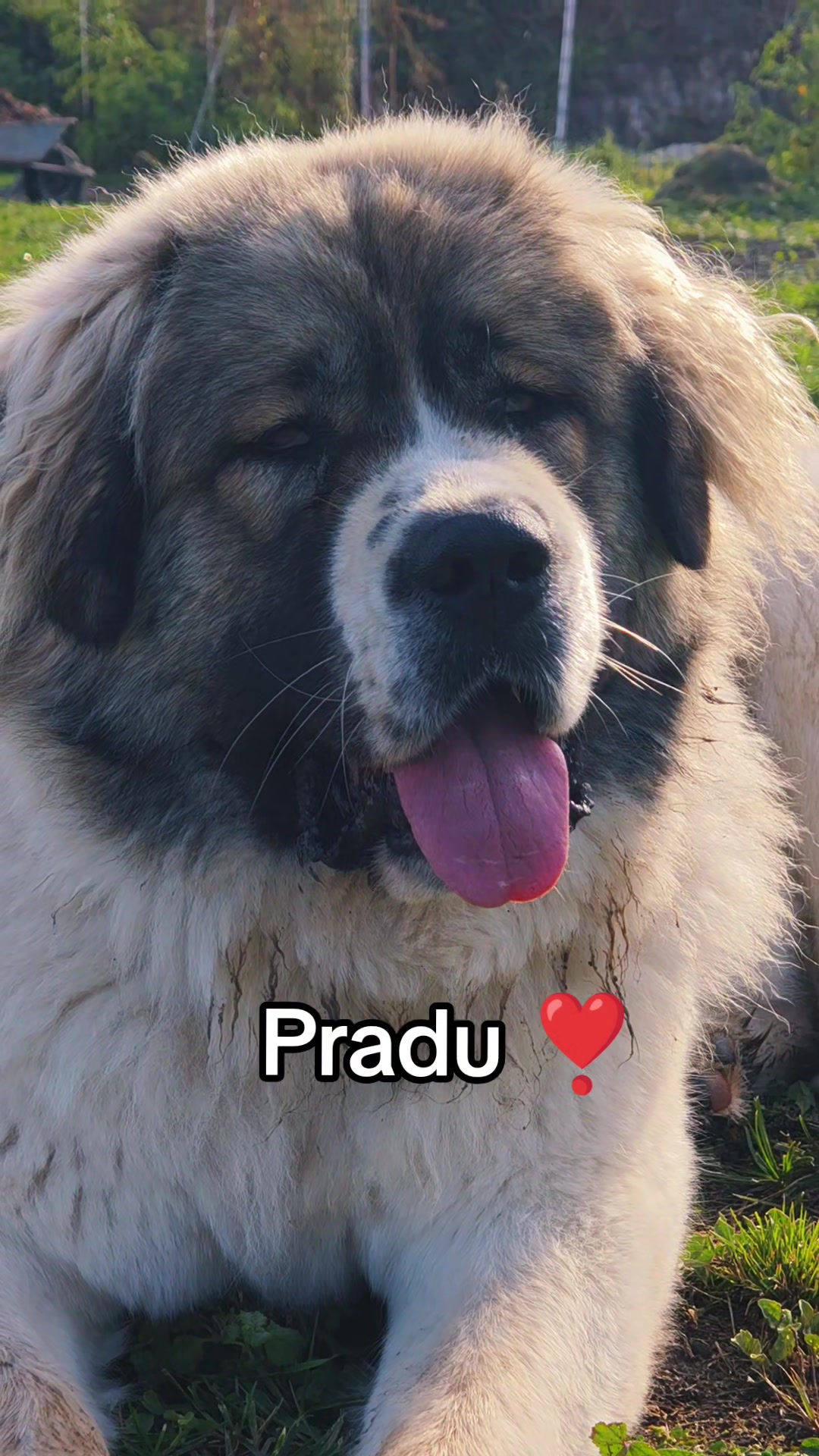 @🐻🎀Brutus & Prada 🍑🐝