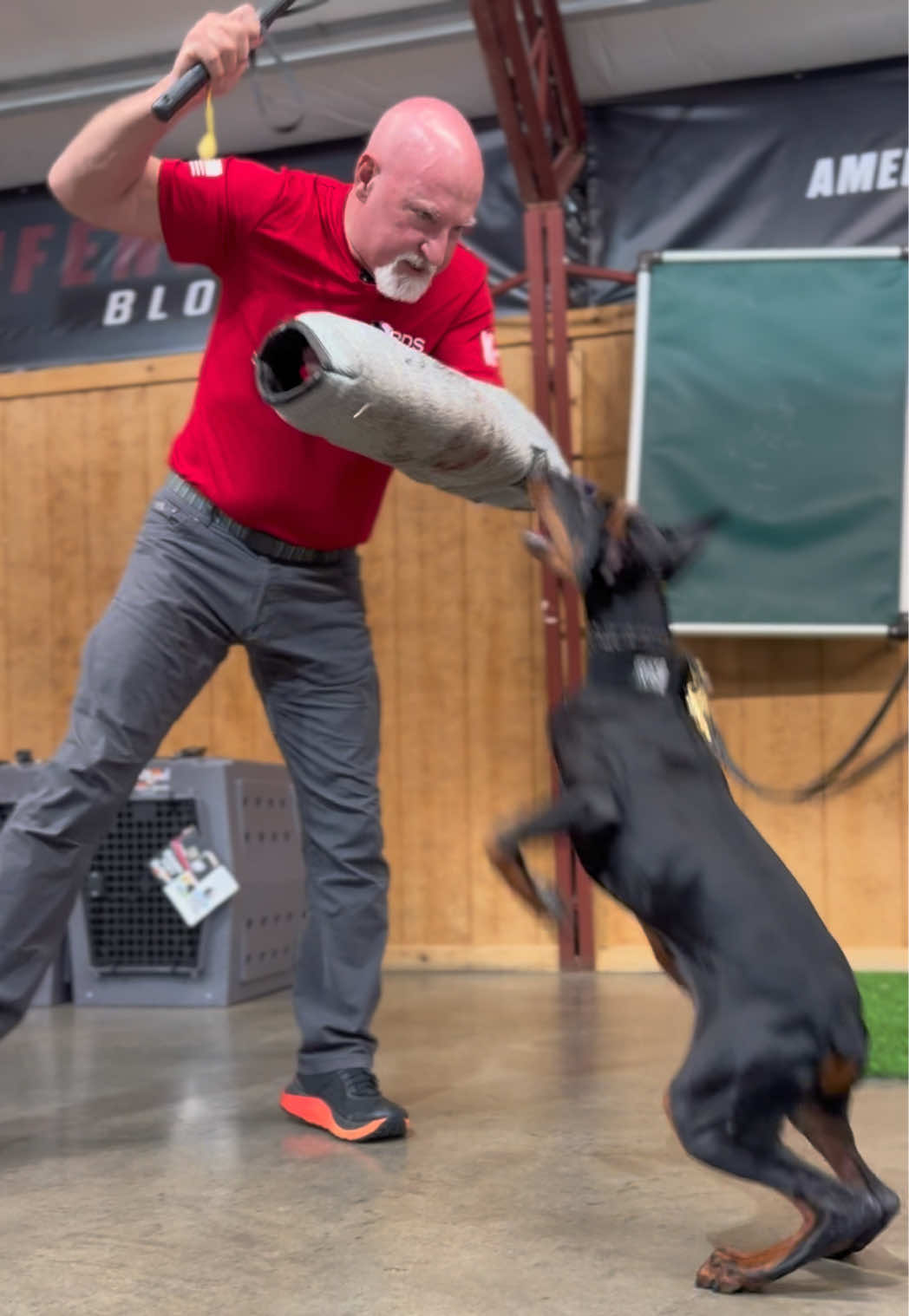 @Protection Dog Sales