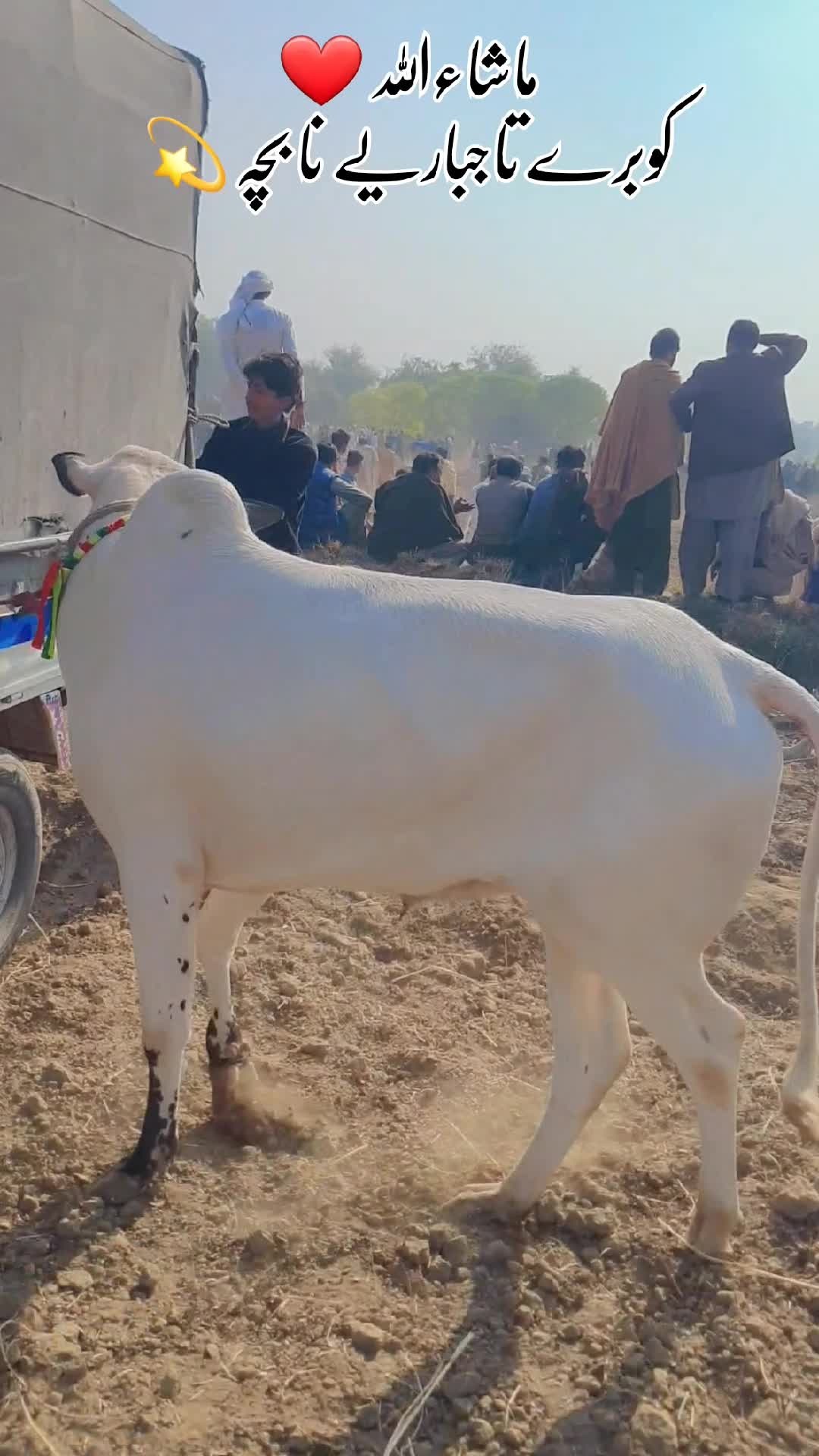 @Sardar Bilal