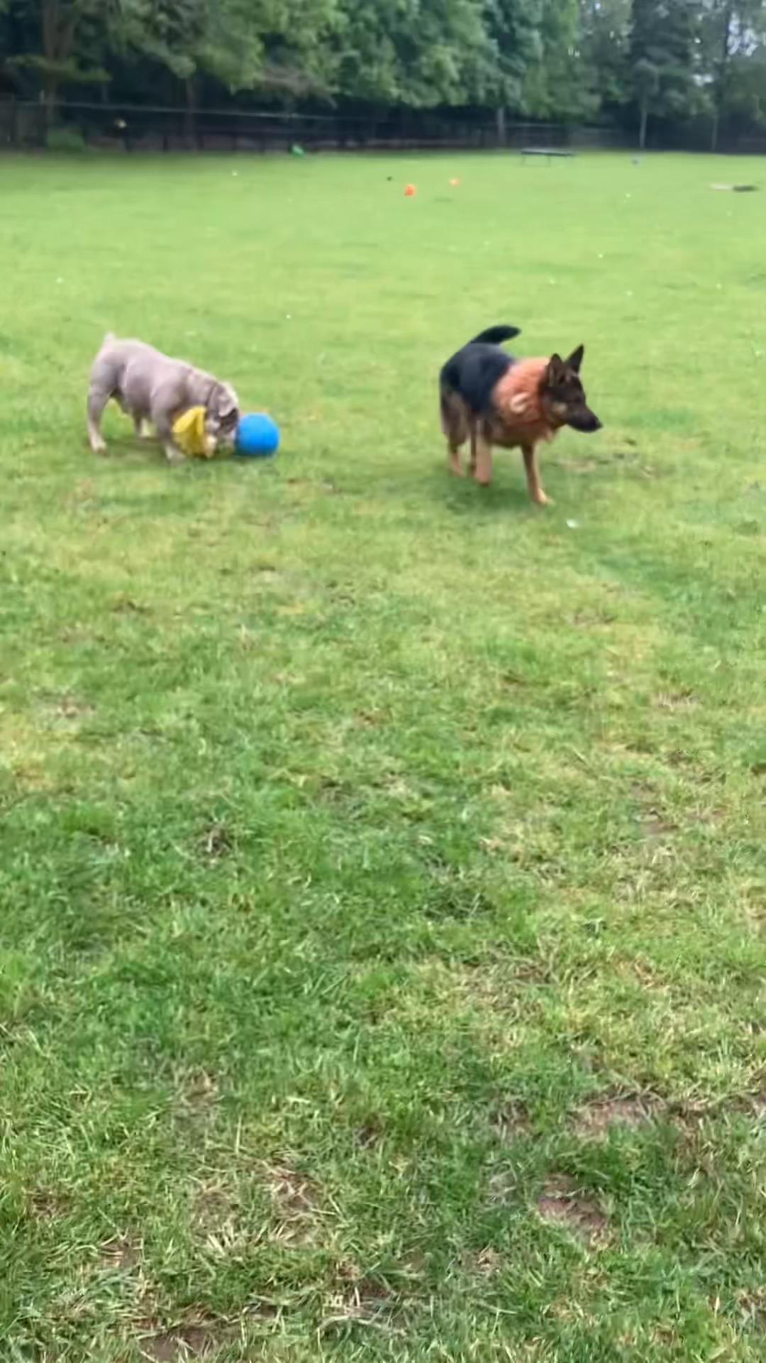@Dogs and Horses